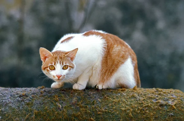 Czerwono Biały Kot Domowy Dorosły Stojący Gałęzi — Zdjęcie stockowe