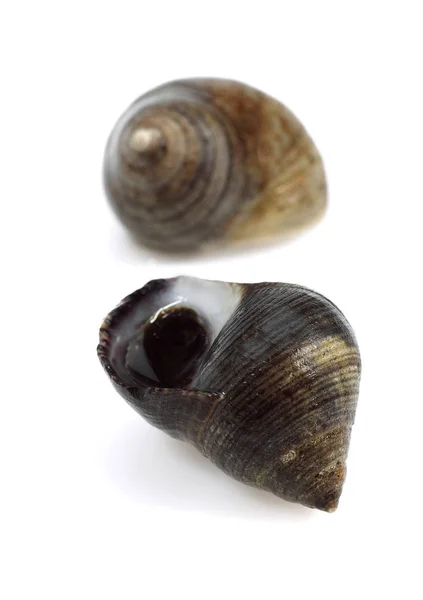 Frequentes Periwinckle Littorina Littorea Shell Contra Fundo Branco — Fotografia de Stock