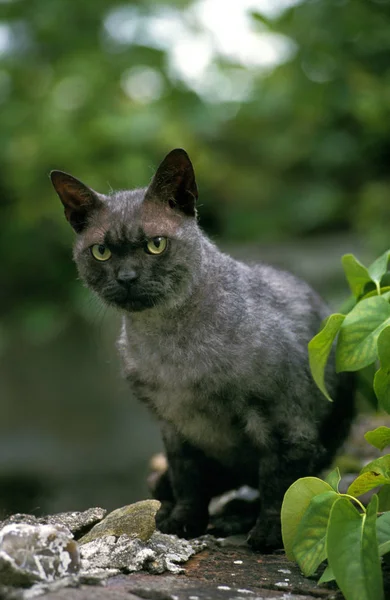 American Wirehair Domestic Cat Adult — Stock Photo, Image