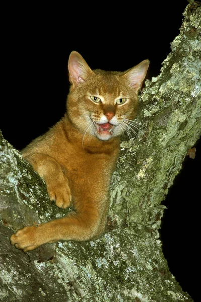 Red Abyssinian Domestic Cat Adult Standing Tree Meowing — 图库照片