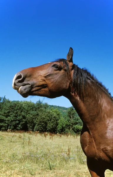Cob Normand Horse Draft Horse — Stock fotografie