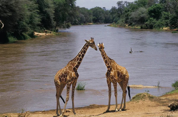 Geraffineerde Giraffe Giraffa Camelopardalis Reticulata Volwassenen Buurt Van Rivier Samburu — Stockfoto