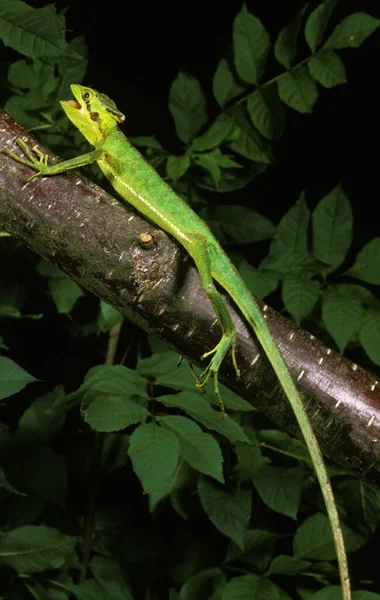 Casque Headed Iguana Laemanctus Longipes Adult Standing Branch — стоковое фото