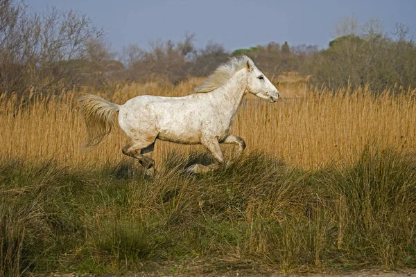 Camargue Horse, Horse Galloping in Swamp, Saintes Marie de la Mer in South East of France