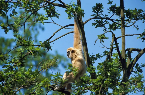 Λευκοχέρης Gibbon Hylobates Lar Ενήλικος Στέκεται Στο Δέντρο — Φωτογραφία Αρχείου