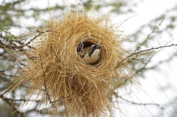 Vitbrynt Sparvvävare Plocepasser Mahali Vuxen Stående Nest Masai Mara Park — Stockfoto