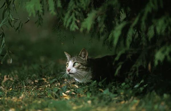 Kot Domowy Dorosły Nioski Pod Drzewem — Zdjęcie stockowe