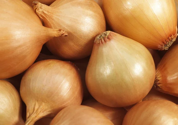 French Onion Called Grelot Allium Cepa — Stock Photo, Image