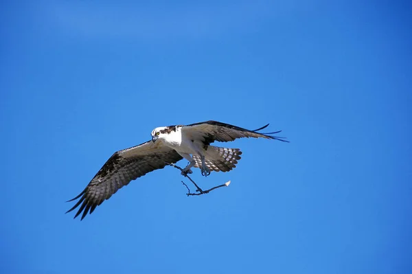 Osprey Pandion Haliaetus Adult Flight Carying Branch Nesting Material México — Foto de Stock
