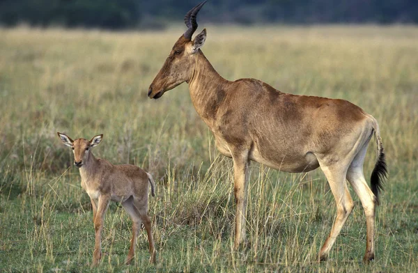 Hartebeest Alcelaphus Buselaphus Vrouw Met Welp Savanna Masai Mara Park — Stockfoto