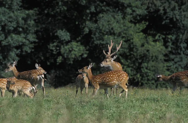 Sika Deer Vietnamita Pseudaxis Nippon Apunhala Com Fêmeas — Fotografia de Stock