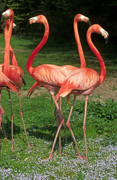 Flamingo Chileno Phoenicopterus Chilensis Grupo Adultos — Fotografia de Stock