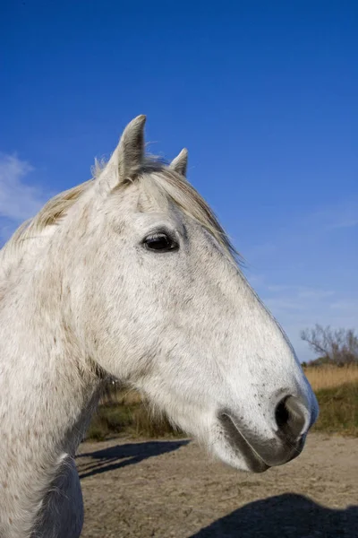 Camargue Horse Saintes Marie Mer Στη Νότια Γαλλία — Φωτογραφία Αρχείου