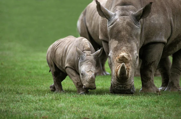 Biały Nosorożec Ceratotherium Simum Kobieta Łydką — Zdjęcie stockowe