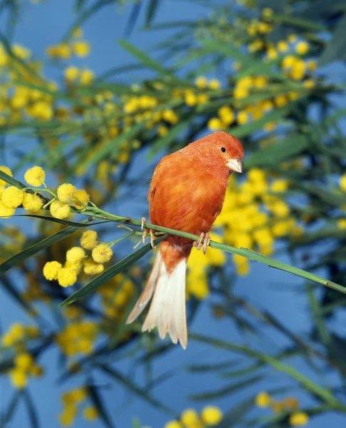 Canario Rojo Serinus Canaria Adulto Pie Rama — Foto de Stock