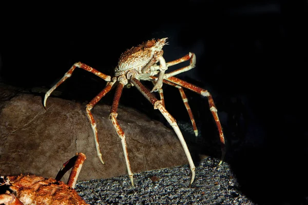 Japonský Krab Pavoučí Nebo Krab Obrovský Makrocheira Kaempferi Dospělý — Stock fotografie
