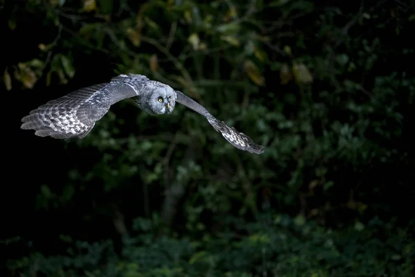 グレート グレイ フクロウ Strix Nebulosa 成人飛行中 — ストック写真