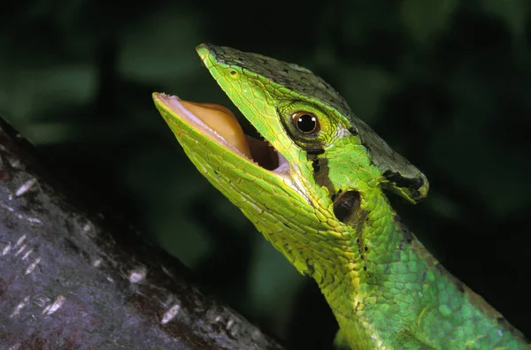 Casque Headed Iguana Laemanctus Longipes Ağzı Açık Yetişkin — Stok fotoğraf