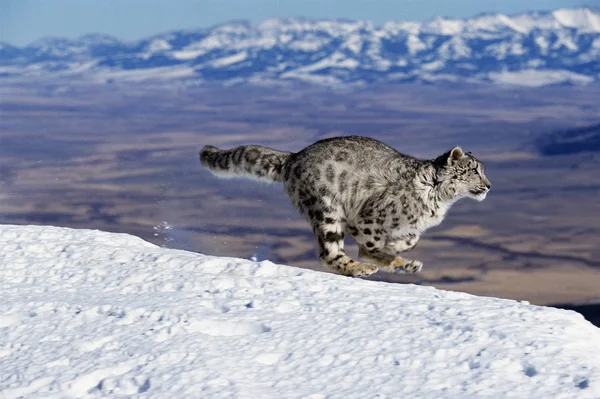 Snow Leopard Ounce Uncia Uncia Retrato Execução Neve — Fotografia de Stock