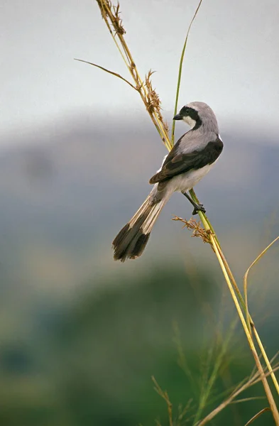 Büyük Gri Shrike Lanius Excubitor Kenya Branch Duran Yetişkin — Stok fotoğraf