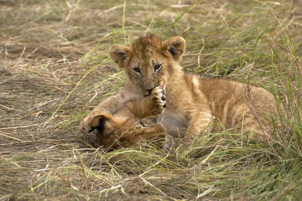 Afrikaanse Leeuw Panthera Leo Cub Spelen Masai Mara Park Kenia — Stockfoto