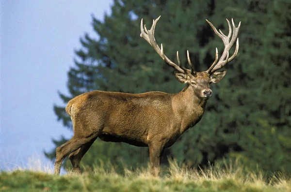 Kronhjort Cervus Elaphus Stag Nära Skog — Stockfoto