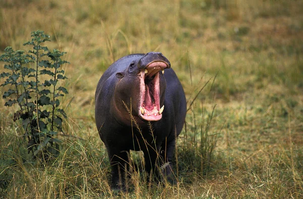 Pigmeu Hippopotamus Choeropsis Liberiensis Bocejo Fêmea — Fotografia de Stock