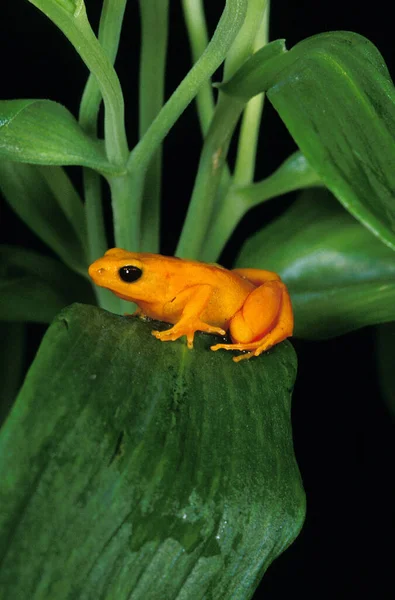 Golden Mantella Frog Mantella Aurantiaca Ενηλίκων Που Στέκεται Στο Υποκατάστημα — Φωτογραφία Αρχείου