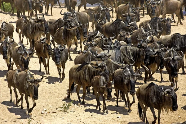 Blauwe Gnoes Connochaetes Taurinus Herd Migrerend Masai Mara Park Kenia — Stockfoto