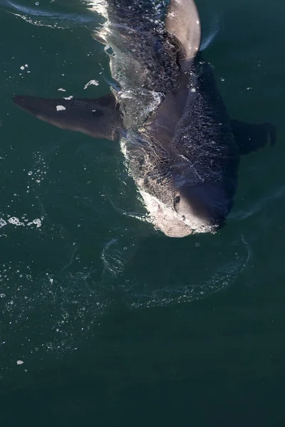 大白鲨 食人鱼战车 站在海面上的成年人 南非法尔斯湾 — 图库照片