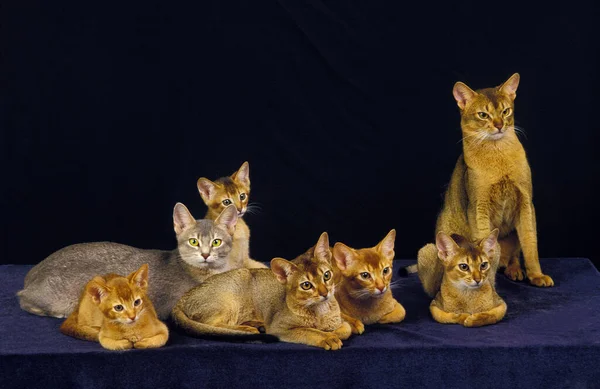 Abyssinian Και Κόκκινο Abyssinian Εγχώρια Γάτα Ενήλικες Και Γατάκια Στέκεται — Φωτογραφία Αρχείου