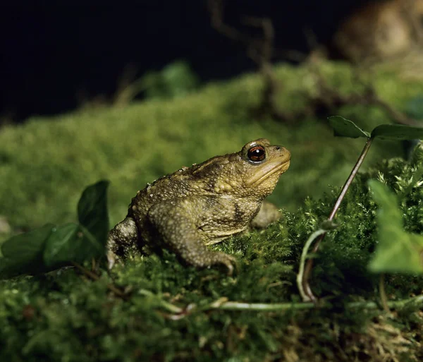 Common Toad Bufo Bufo Adult Standing Moss — Stock Photo, Image