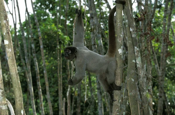 Scimmia Wolly Colombiana Lagothrix Lagothricha Lugens Adult Hanging Branch — Foto Stock