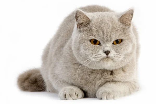 Lilla British Shorthair Domestic Cat Femmina Sfondo Bianco — Foto Stock