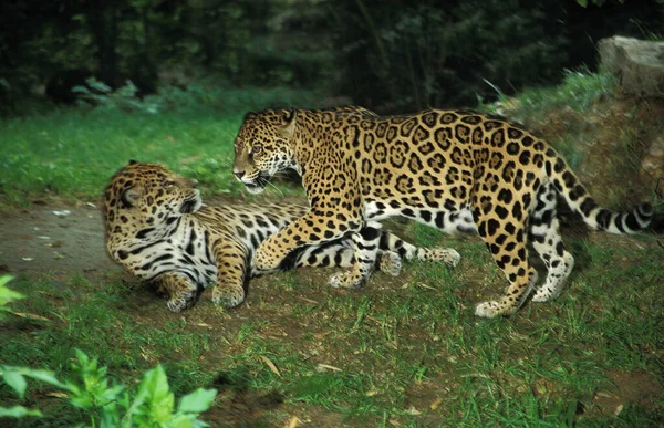 Jaguar Panthera Onca Par Antes Acasalar — Fotografia de Stock