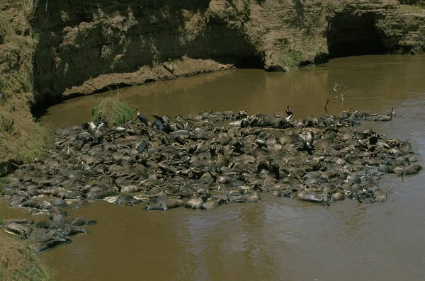 Blue Wildebeest Connochaetes Taurinus Herodes Muertos Durante Cruce Del Río — Foto de Stock