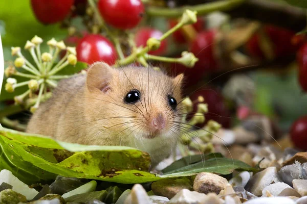 Dormouse Muscardinus Avellanarius Dorosły Stojący Liściach Jagodami Normandia — Zdjęcie stockowe