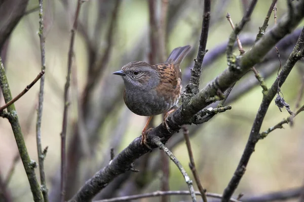 Dunnock Prunella Modularis Adulto Pie Rama Normandía —  Fotos de Stock