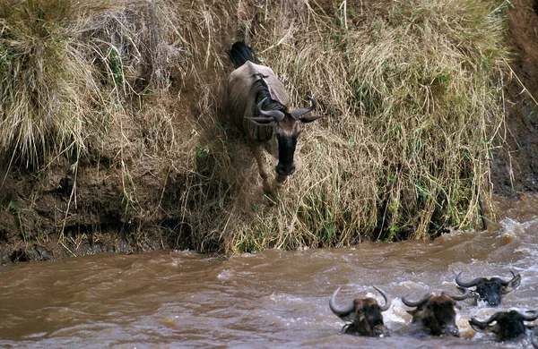 Błękitna Wildebeest Connochaetes Taurinus Stado Przekraczające Rzekę Mara Podczas Migracji — Zdjęcie stockowe