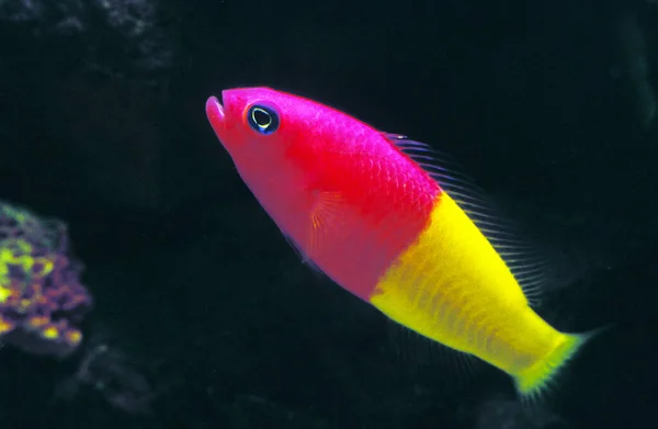 Royal Dottyback Pseudochromis Paccagnellae — Stock Photo, Image