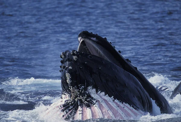 Humpack Whale Megaptera Novaeangliae Adult Open Mouth Catch Krill Alaska — стокове фото