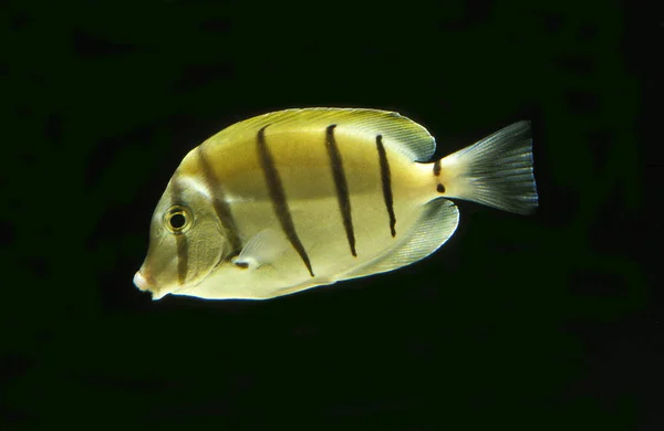 Skazany Surgeonfish Acanthurus Triostegus Dorosły Czarnym Tle — Zdjęcie stockowe