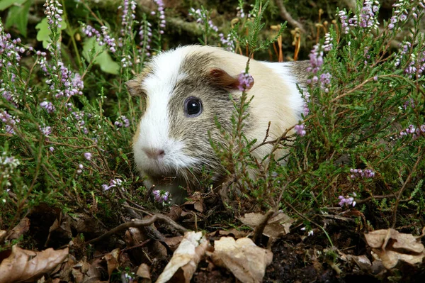 ギニア豚 Cavia Porcellus ヒーターを持つ大人 — ストック写真