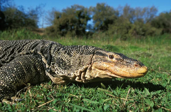 Vattenmätare Ödla Varanus Bärgare Vuxen Stående Gräs — Stockfoto