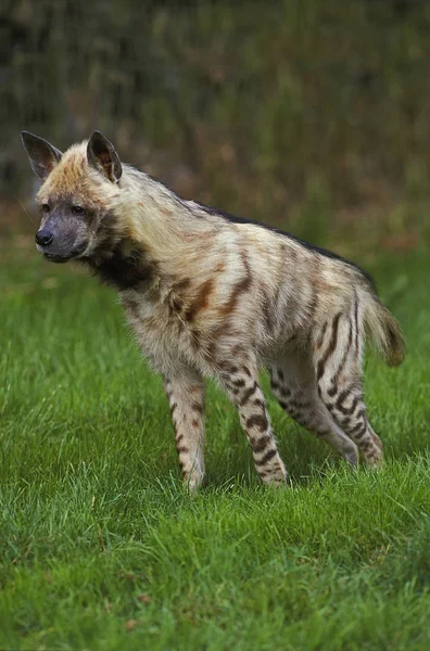 Striped Hyena, hyaena hyaena, Adult standing on Grass