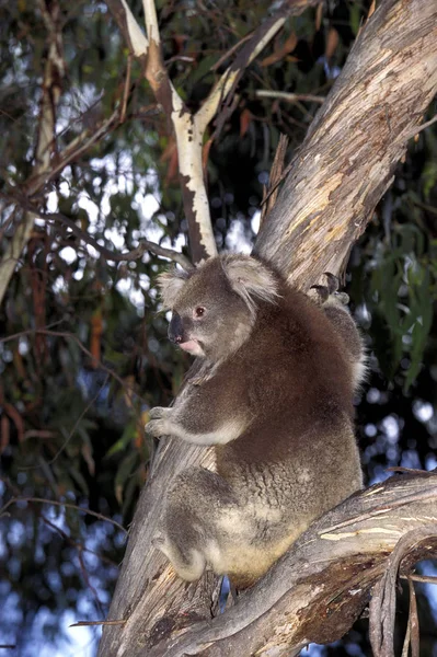 Koala Phascolarctos Cinereus Dorosły Stojący Drzewie Eukaliptusa Australia — Zdjęcie stockowe