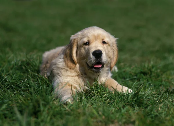 Zlatý Reviever Pup Laying Grass — Stock fotografie