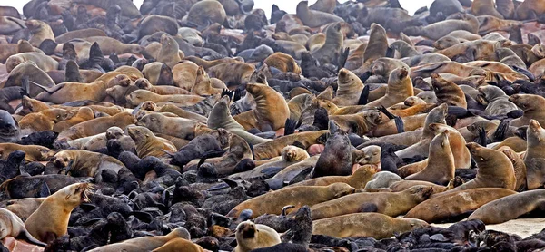 Selo Pele Sul Africano Arctocephalus Pusillus Fêmeas Com Youngs Colónia — Fotografia de Stock