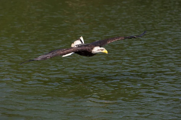 Águia Careca Haliaeetus Leucocephalus Juvenil Voo Sobre Água — Fotografia de Stock