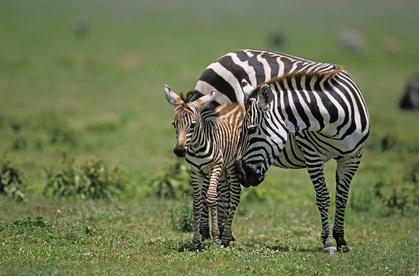 Zebra Burchella Equus Burchelli Matka Fawl Bubulcus Ibis Kenia — Zdjęcie stockowe